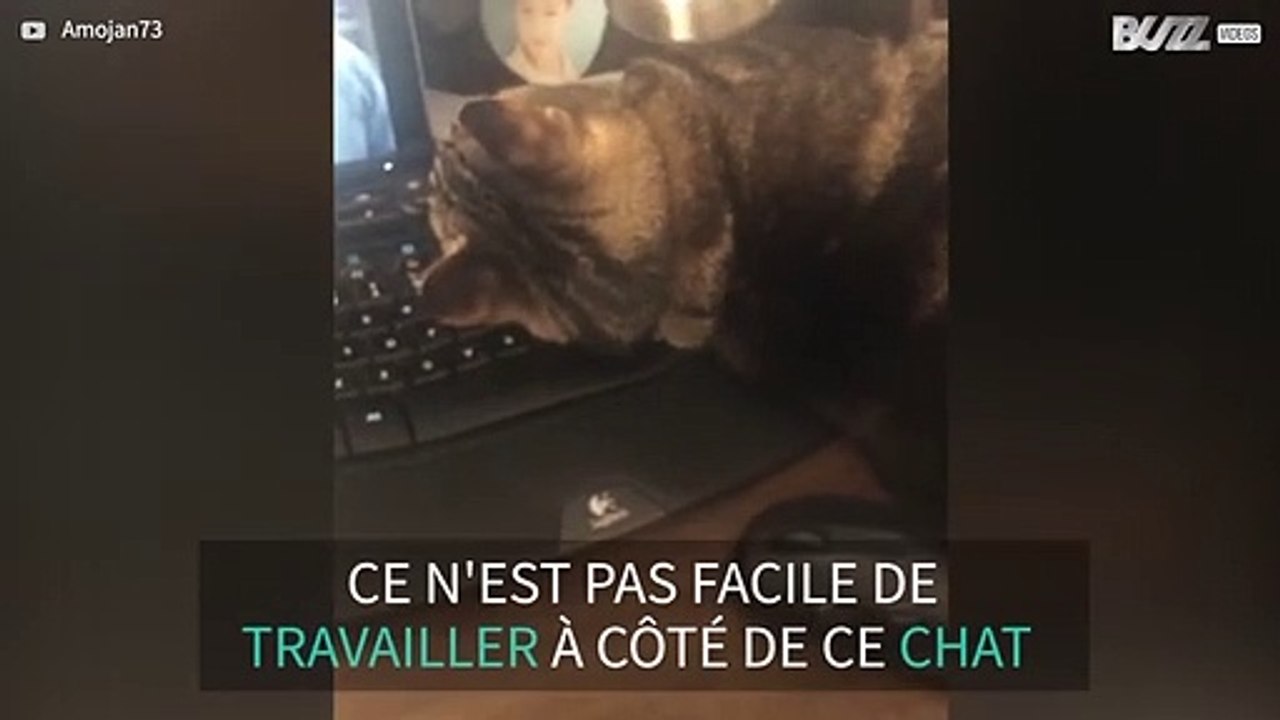 Ce chat dort dans les endroits les moins pratiques