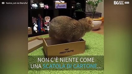 Basta poco per rendere un gatto felice!