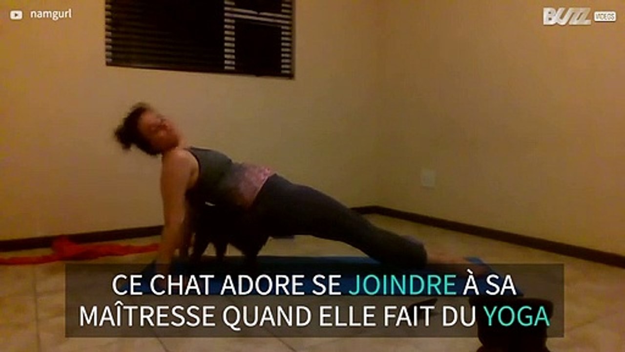 Ce chat interrompt la séance de yoga de sa maîtresse - 1