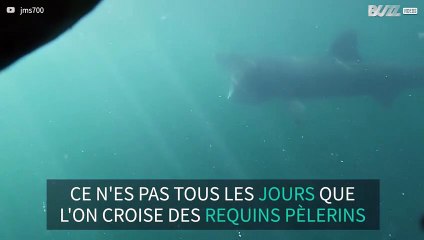 Ce requin pèlerin est passé très près d'un plongeur