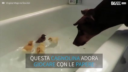 L'improbabile amicizia tra un dobermann e le paperelle