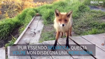 Una volpe vuole fare merenda