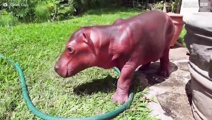 L'incredibile mondo degli ippopotami