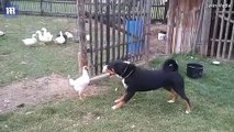 بالفيديو دجاجة شجاعة تصيب كلبا بالخوف