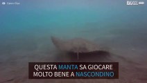 Una manta scompare sul fondo del mare