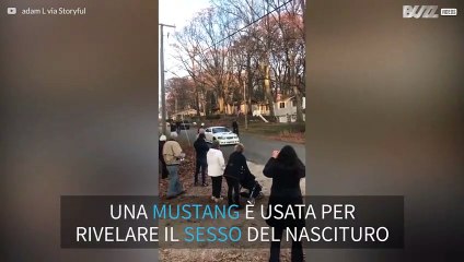 Mustang usata per rivelare il sesso del nascituro