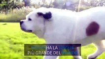 Il cane con la lingua più lunga al mondo