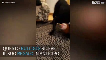 Il Natale arriva anche per questo magnifico cane!