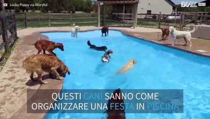Decine di cani si tuffano in piscina
