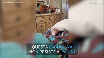 Cagnolina chiede cibo discretamente