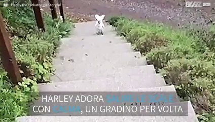 Cacatua sale le scale con calma estrema