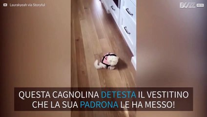 Cagnolina detesta il suo vestitino