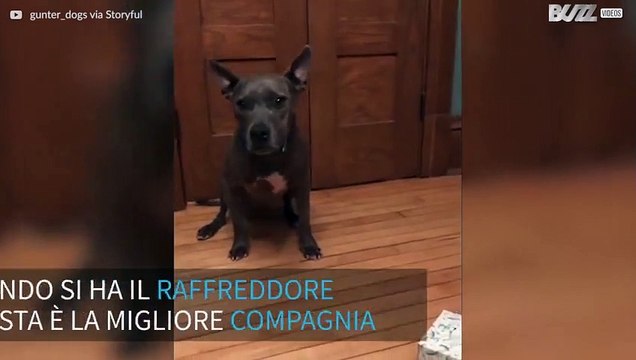 Cagnolino porta i fazzoletti alla padrona