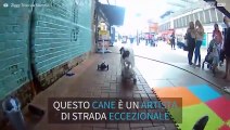 Il cane è il miglior artista di strada di sempre!