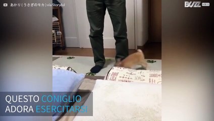 Il coniglio adora i suoi esercizi mattutini!