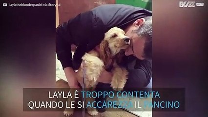 Layla, il Cocker Spaniel che adora le carezze al pancino