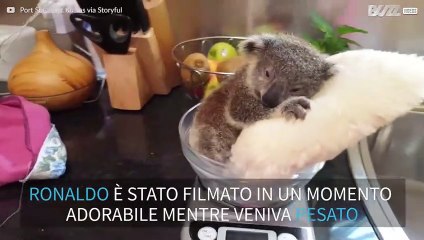 Ronaldo, il baby koala che adora rilassarsi dentro la bilancia
