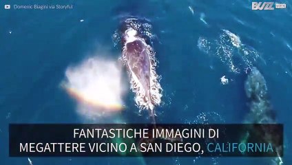 Megattere vicino alla costa californiana