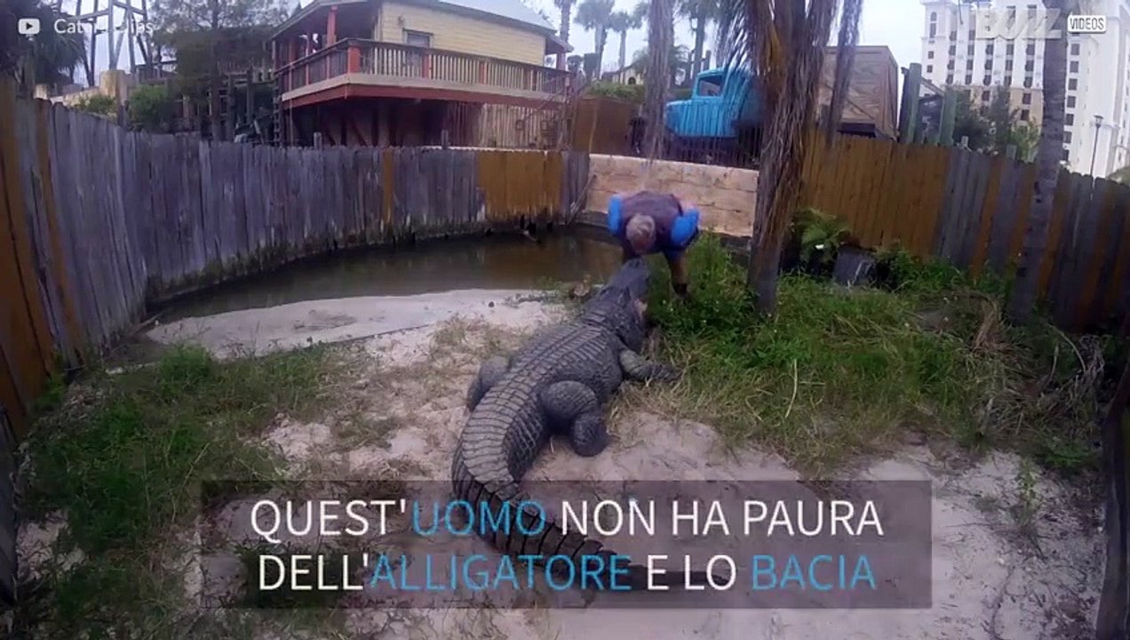 Momento di tensione: uomo bacia alligatore!