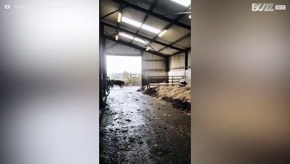 Mucche super felici di tornare a casa