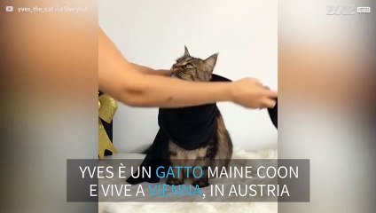 Come rendere fashion il tuo gatto!