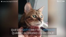 Il gatto sembra infastidito dalla felicità degli altri