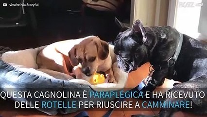 Cagnolino paraplegico usa la sedia a rotelle per la prima volta!