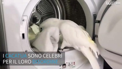 Catatua aiuta a fare la lavatrice