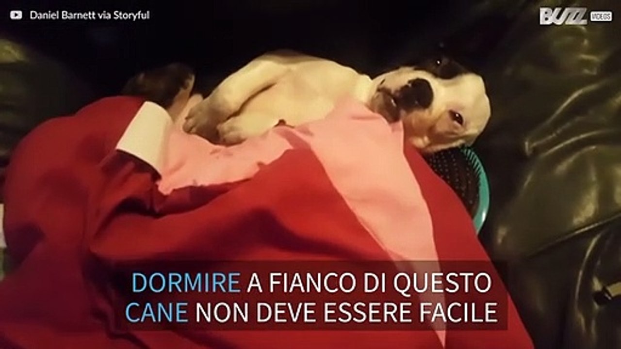 Cane dorme con gli occhi aperti e russa come un umano!