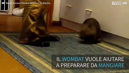 Un piccolo Wombat aiuta a preparare la colazione!