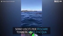 In cerca di tonni, vengono accerchiati dagli squali