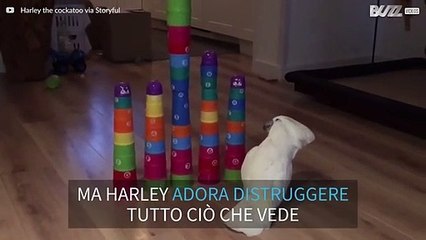 Questo è Harley, il cacatua distruggitore