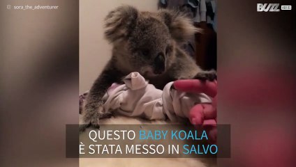 Tenero baby koala salvato da una famiglia australiana