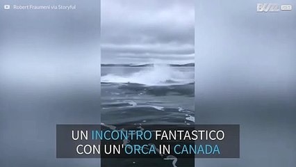 Orca salta nelle vicinanze di una barca