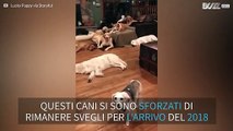 Decine di cani addormentati la notte di capodanno