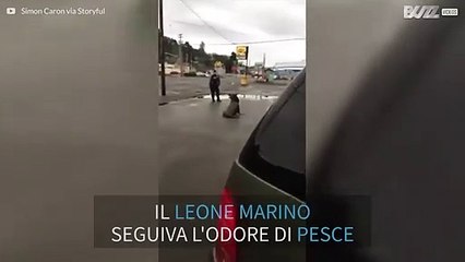 Leone marino passeggia per le strade di Astoria, USA