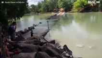Coccodrillo deruba un pescatore in Australia