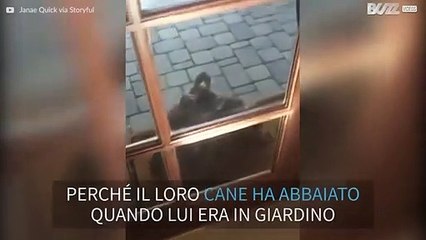Falco è alla porta di casa arrabbiato per colpa del cane