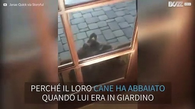 Falco è alla porta di casa arrabbiato per colpa del cane
