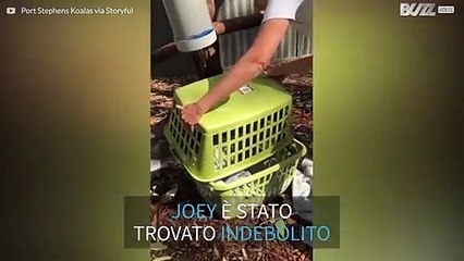 Koala tratto in salvo mostra tutta la sua energia