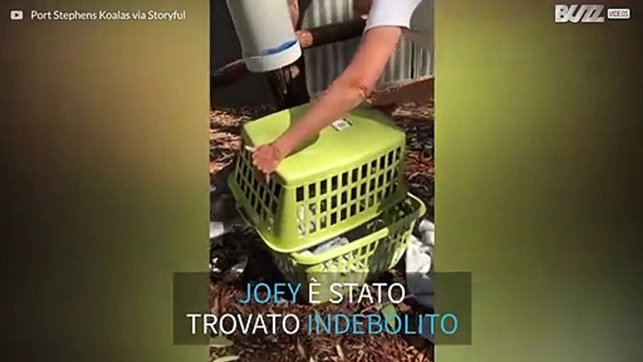 Koala tratto in salvo mostra tutta la sua energia