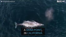 Balena grigia e il suo cucciolo filmati in California
