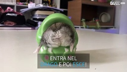Criceto incastrato in un barattolo... riuscirà a uscire?