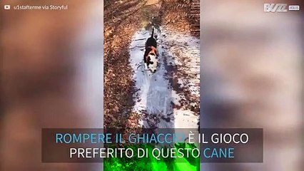 Cane si diverte a rompere lastre di ghiaccio