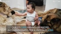 Bimbo felicissimo insieme ai suoi due cani