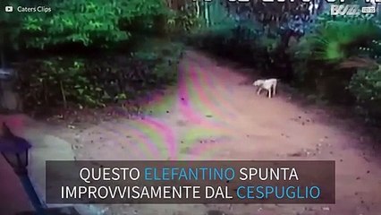 Un tenero elefantino invade un giardino in India