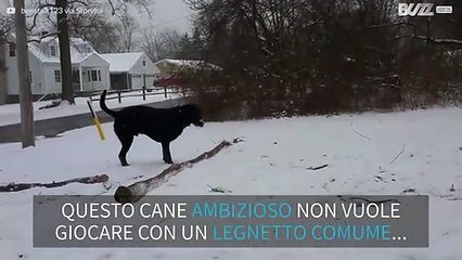 Il labrador che non si accontenta di giocare con un legnetto