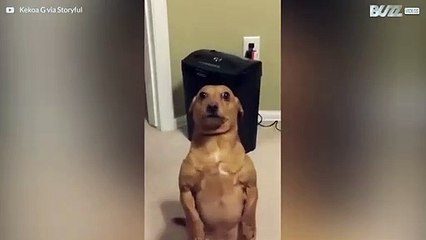 Ecco lo sguardo di un cane terribilmente affamato