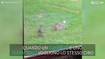 Coniglio e scoiattolo non amano condividere il cibo