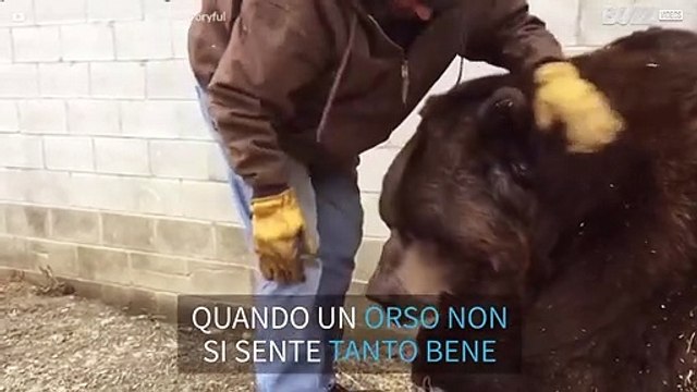 Anche gli orsi hanno bisogno di coccole!